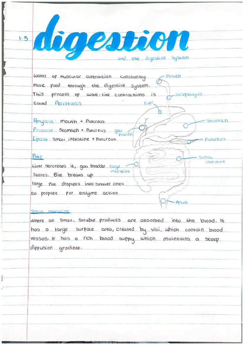 1.1
cells
movememes
Diffusion
LOW
High
molecules move from an
area OF high concentration
to a low concentration.
Osmosis
(Water From high to