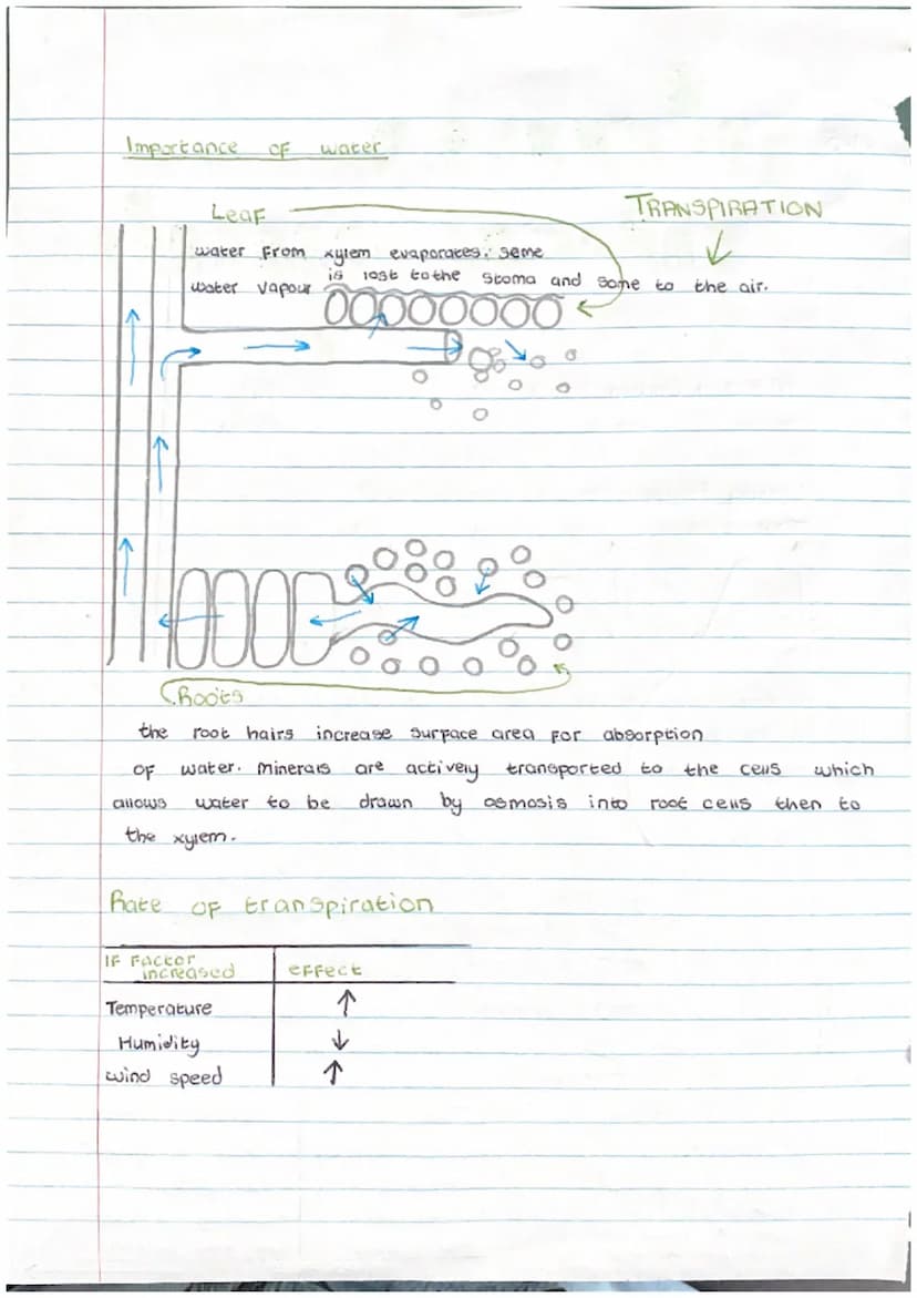 1.1
cells
movememes
Diffusion
LOW
High
molecules move from an
area OF high concentration
to a low concentration.
Osmosis
(Water From high to