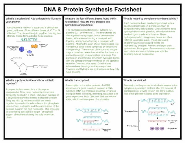 Know DNA and Protein Synthesis Factsheet - A-Level Biology thumbnail