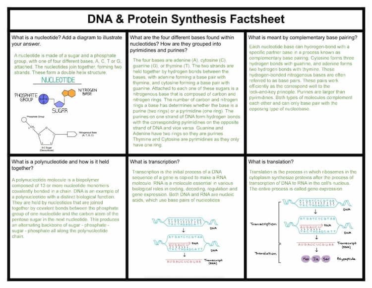 Know DNA and Protein Synthesis Factsheet - A-Level Biology thumbnail