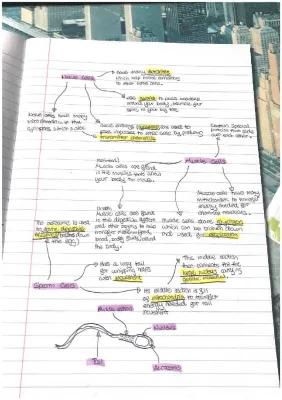 Know AQA Biology, cells revision notes thumbnail