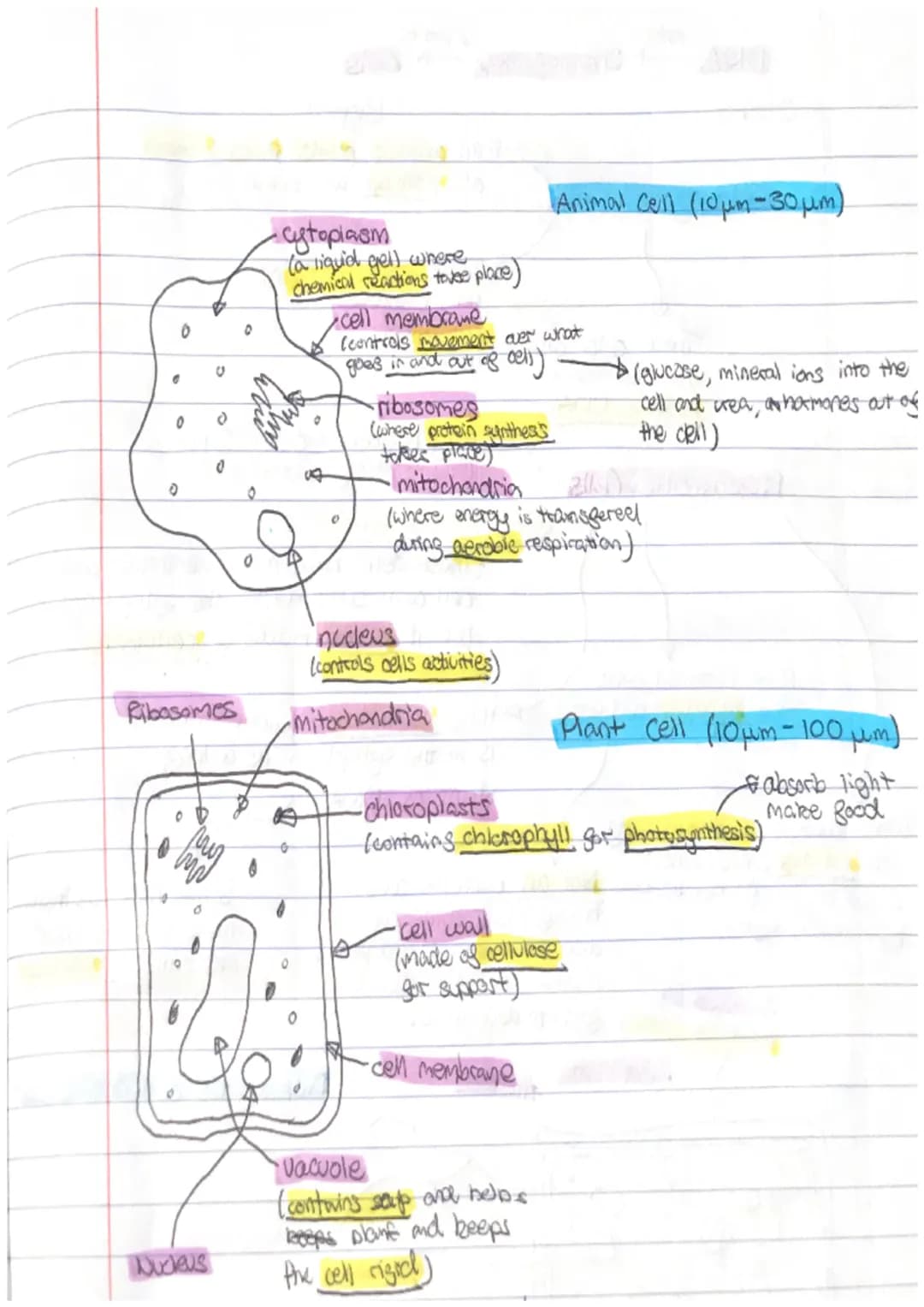 Nerve cells
Nerve cells have many
mitochondria in the
synapses which make
The accosome is used
to store digestive
enzymes/breaks down
4 the 