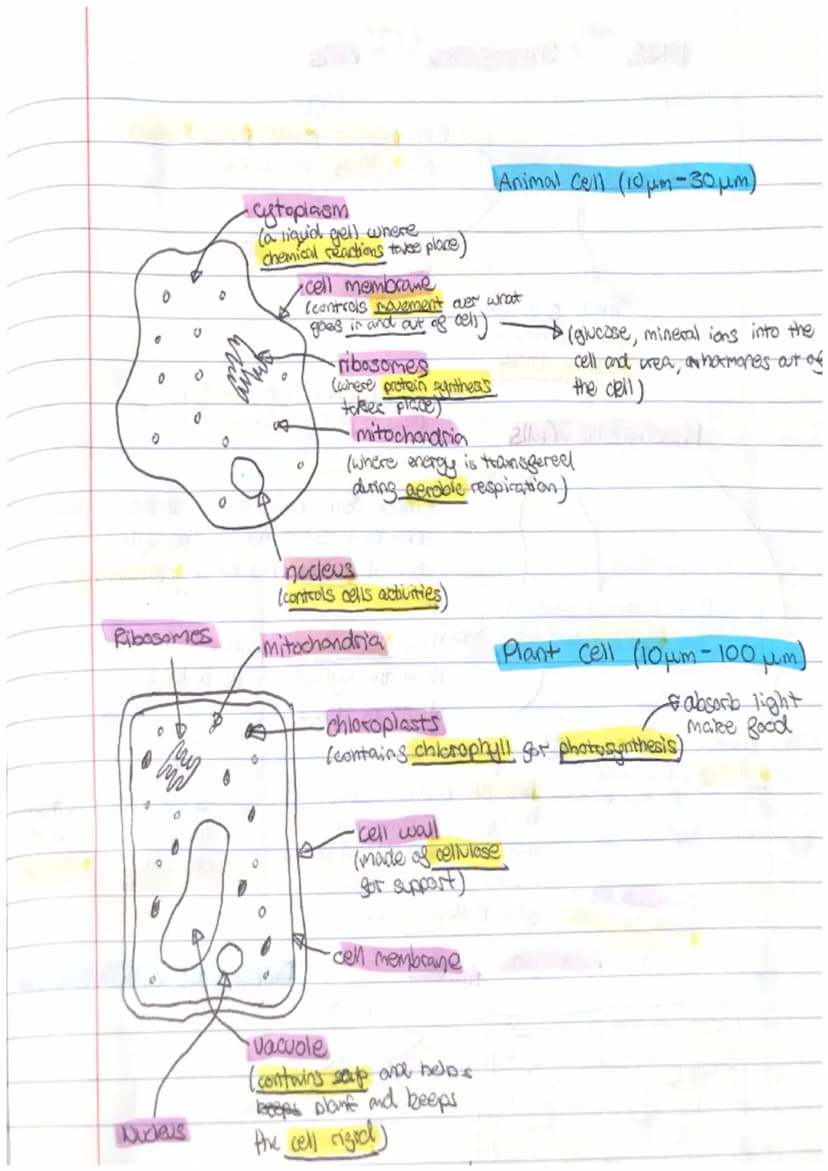 Nerve cells
Nerve cells have many
mitochondria in the
synapses which make
The accosome is used
to store digestive
enzymes/breaks down
4 the 