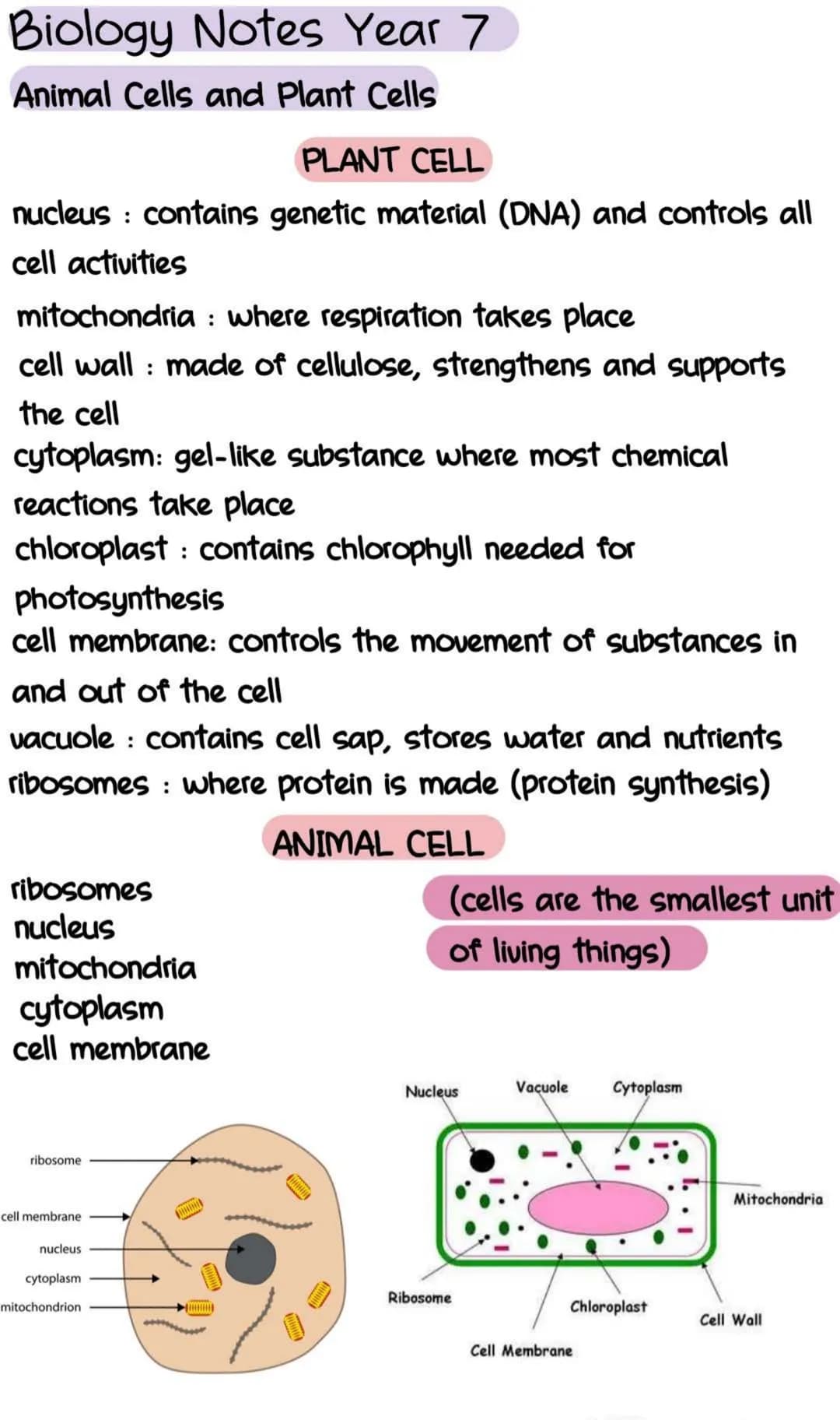 Biology Notes Year 7
Animal Cells and Plant Cells
PLANT CELL
nucleus : contains genetic material (DNA) and controls all
cell activities
mito