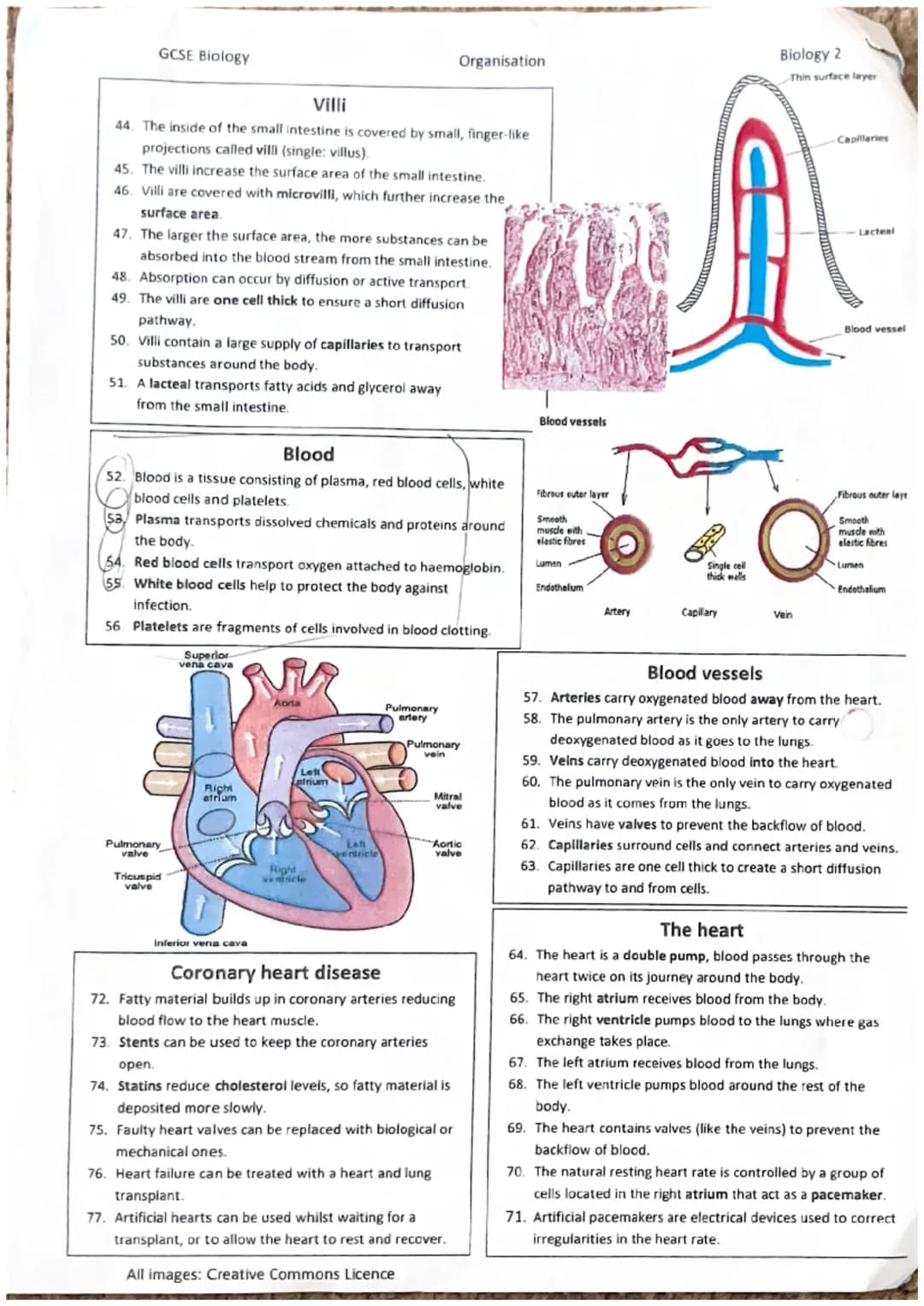 9.
8.
7.
2.
3.
4.
5.
10.
14.
15.
Cells
1. Most animal cells have a nucleus, cytoplasm, cell membrane,
mitochondria and ribosomes.
Plant and 