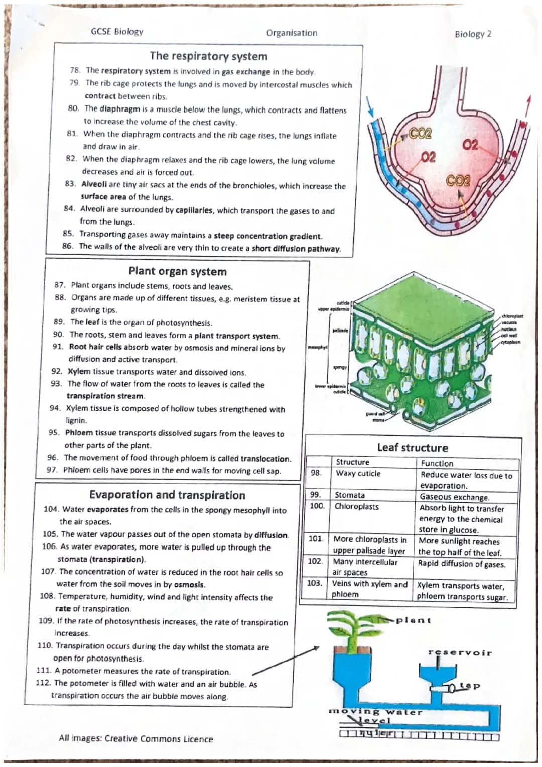 9.
8.
7.
2.
3.
4.
5.
10.
14.
15.
Cells
1. Most animal cells have a nucleus, cytoplasm, cell membrane,
mitochondria and ribosomes.
Plant and 