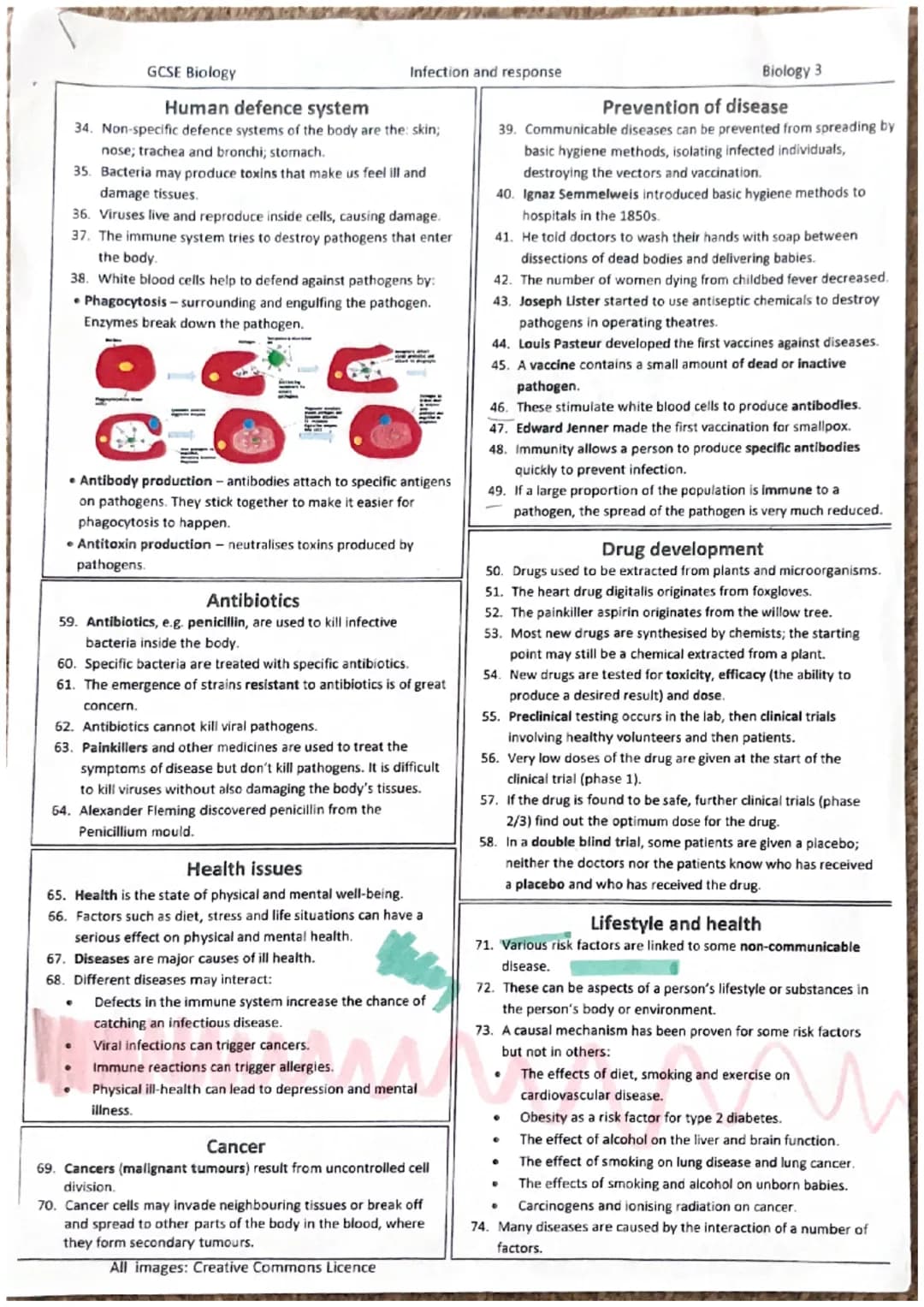 9.
8.
7.
2.
3.
4.
5.
10.
14.
15.
Cells
1. Most animal cells have a nucleus, cytoplasm, cell membrane,
mitochondria and ribosomes.
Plant and 