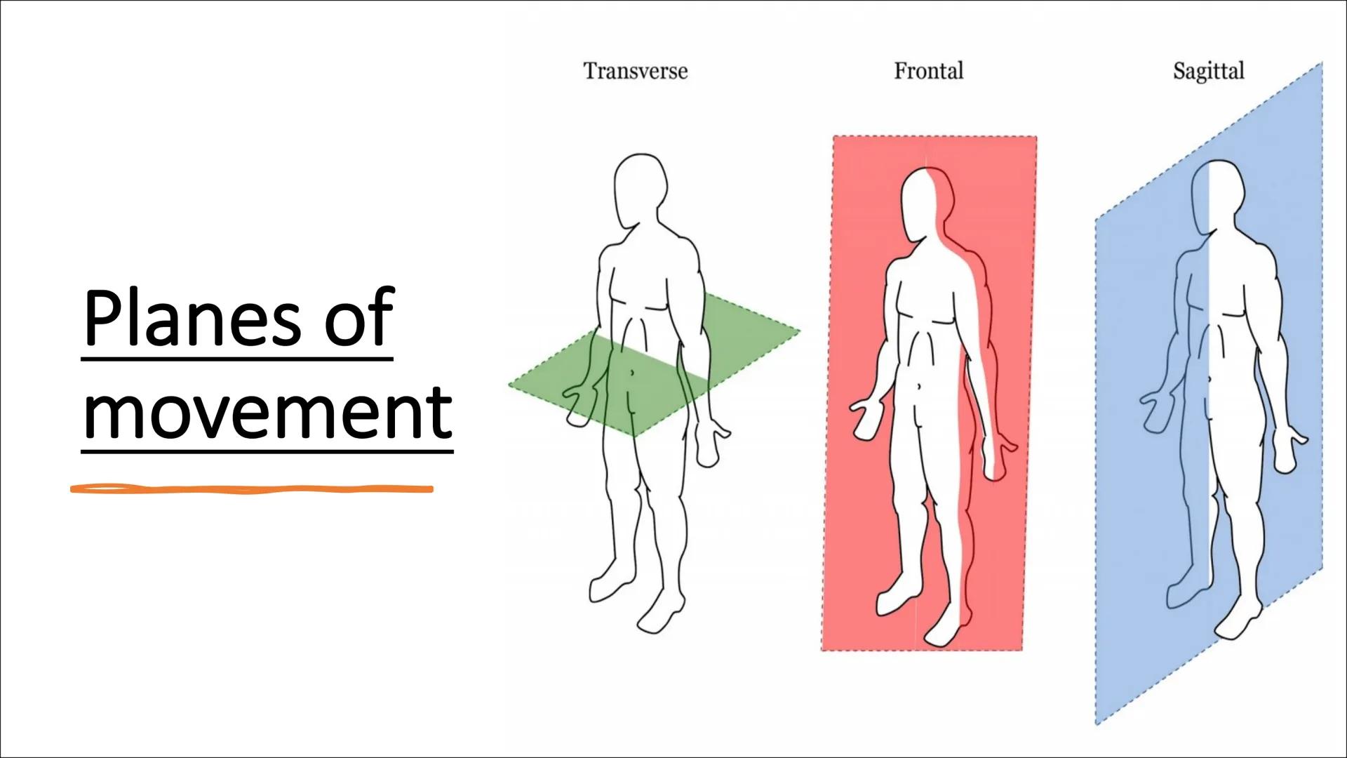 Functional
Anatomy - The
Muscular
System
Aims - to know the functions of the
Muscular system and locations of the
bones Types of Movement
Fl