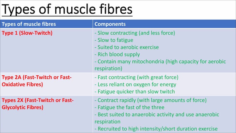 Functional
Anatomy - The
Muscular
System
Aims - to know the functions of the
Muscular system and locations of the
bones Types of Movement
Fl