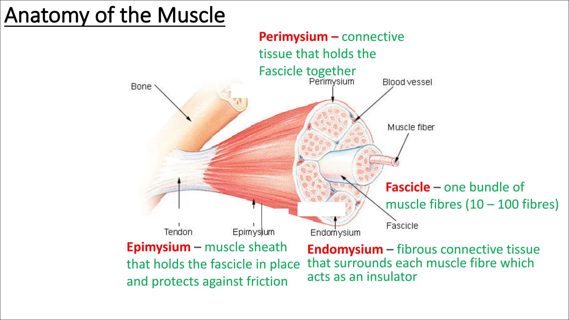 Functional
Anatomy - The
Muscular
System
Aims - to know the functions of the
Muscular system and locations of the
bones Types of Movement
Fl