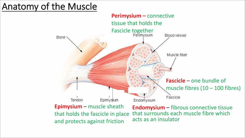 Functional
Anatomy - The
Muscular
System
Aims - to know the functions of the
Muscular system and locations of the
bones Types of Movement
Fl