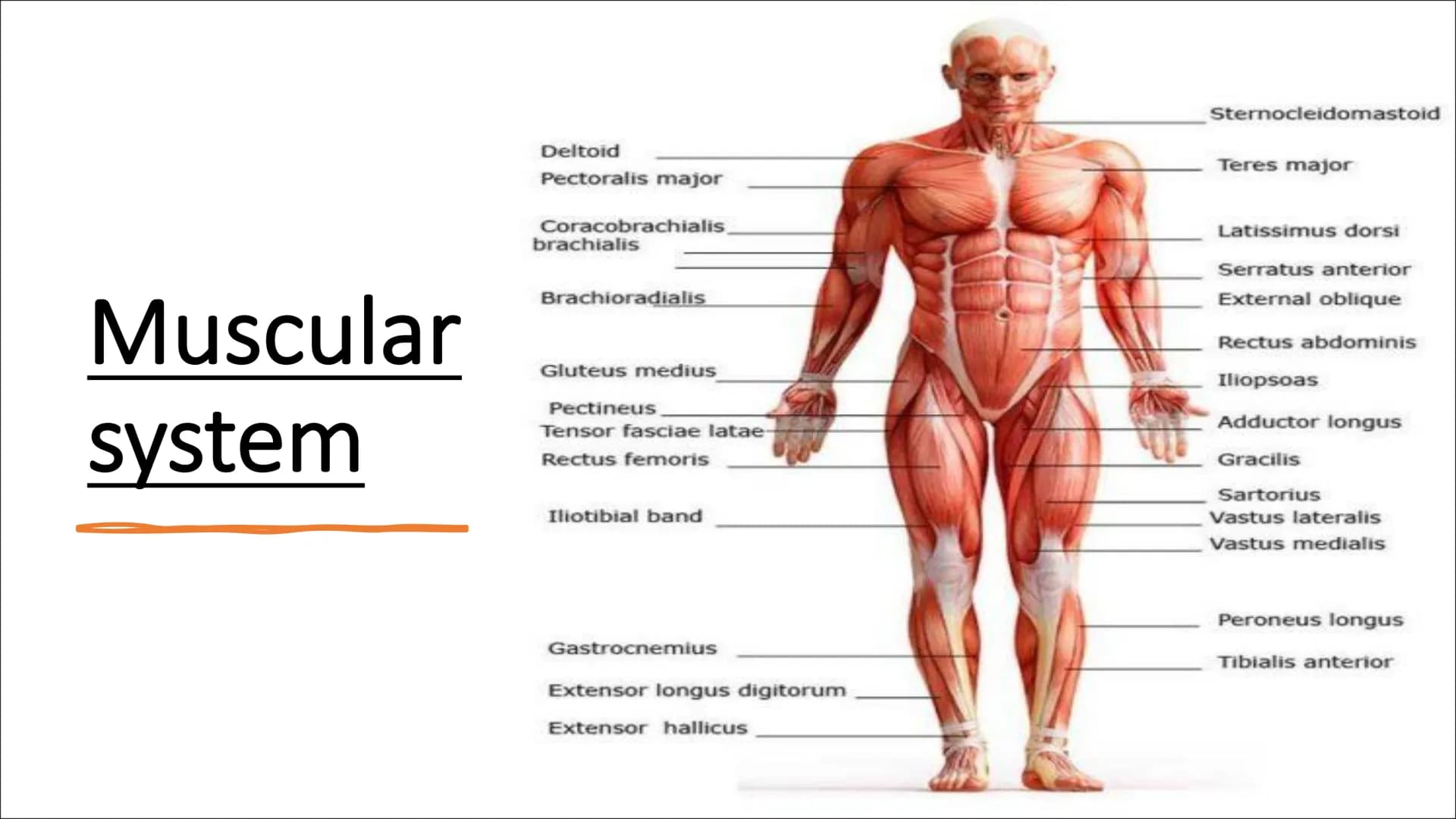 Functional
Anatomy - The
Muscular
System
Aims - to know the functions of the
Muscular system and locations of the
bones Types of Movement
Fl