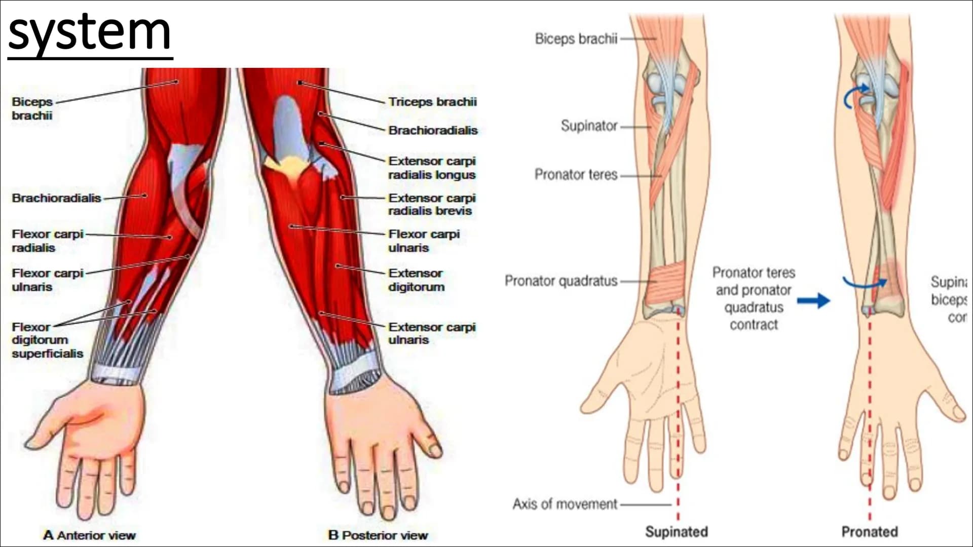 Functional
Anatomy - The
Muscular
System
Aims - to know the functions of the
Muscular system and locations of the
bones Types of Movement
Fl