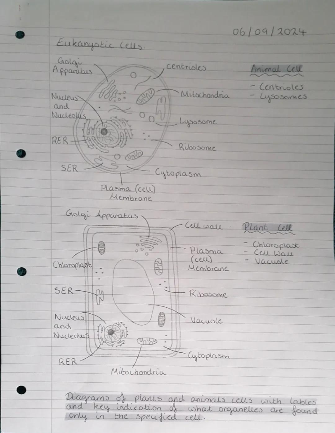 Eukaryotic cells.
Golgi
Apparatus
Nucleus
and
Nucleolus
RER
SER
Plasma (cell)
Membrane
Golgi Apparatus
Chloroplast
SER
Nucleus
and
Nucledus
