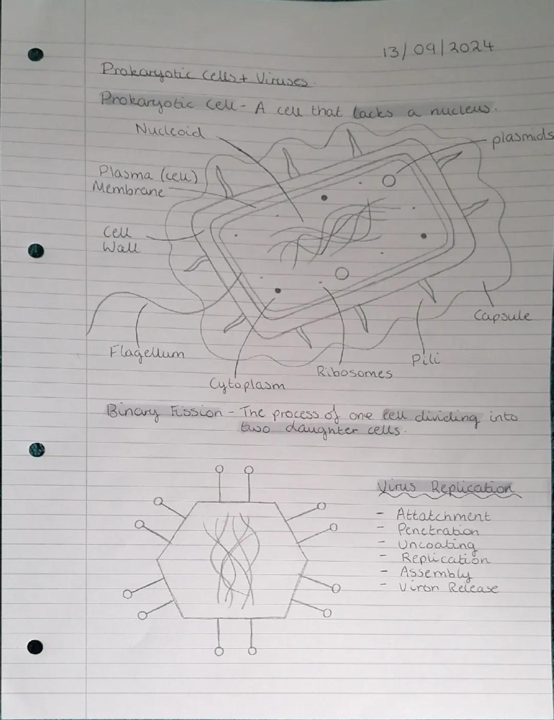 Eukaryotic cells.
Golgi
Apparatus
Nucleus
and
Nucleolus
RER
SER
Plasma (cell)
Membrane
Golgi Apparatus
Chloroplast
SER
Nucleus
and
Nucledus
