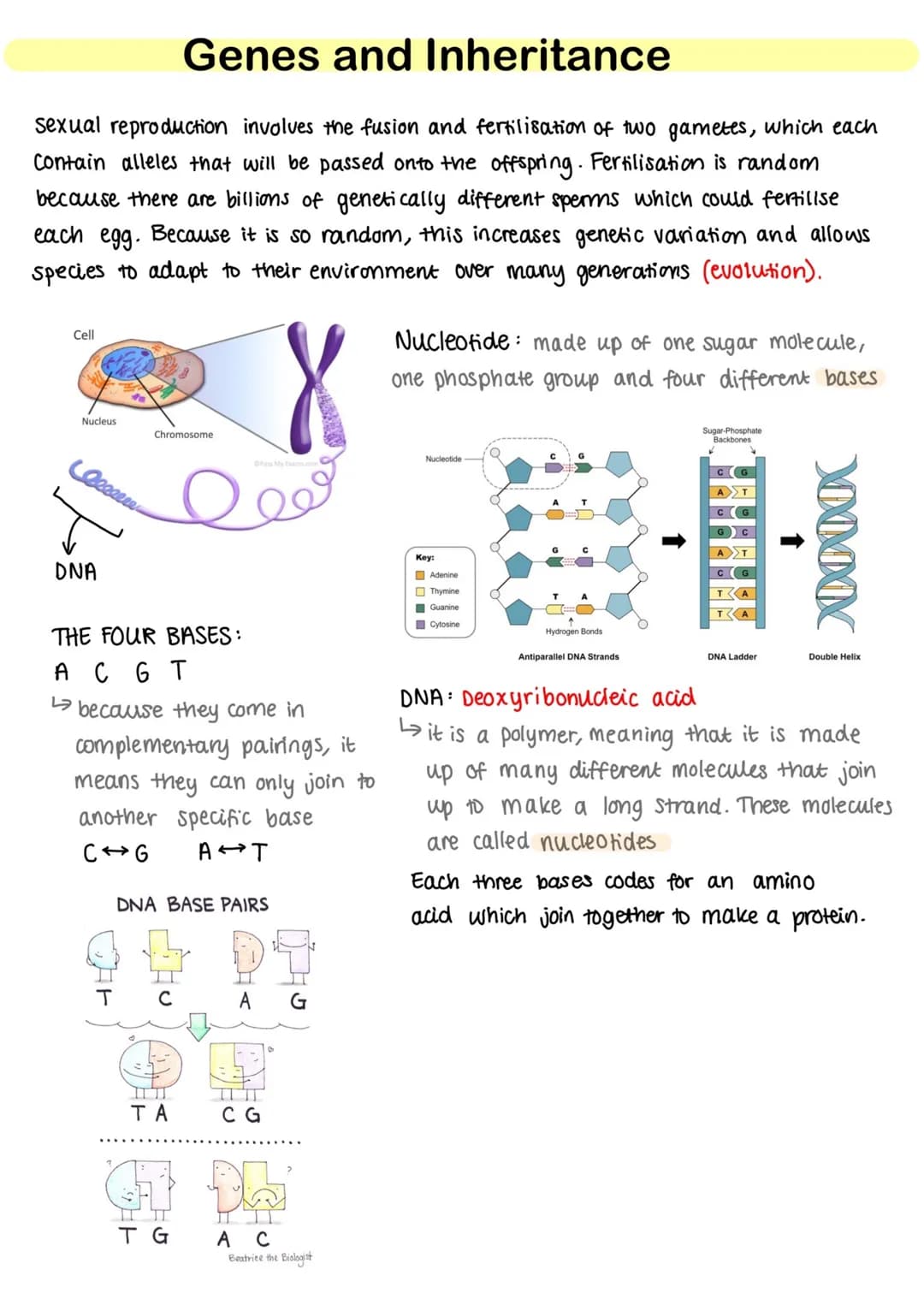 Genes and Inheritance
sexual reproduction involves the fusion and fertilisation of two gametes, which each
Contain alleles that will be pass