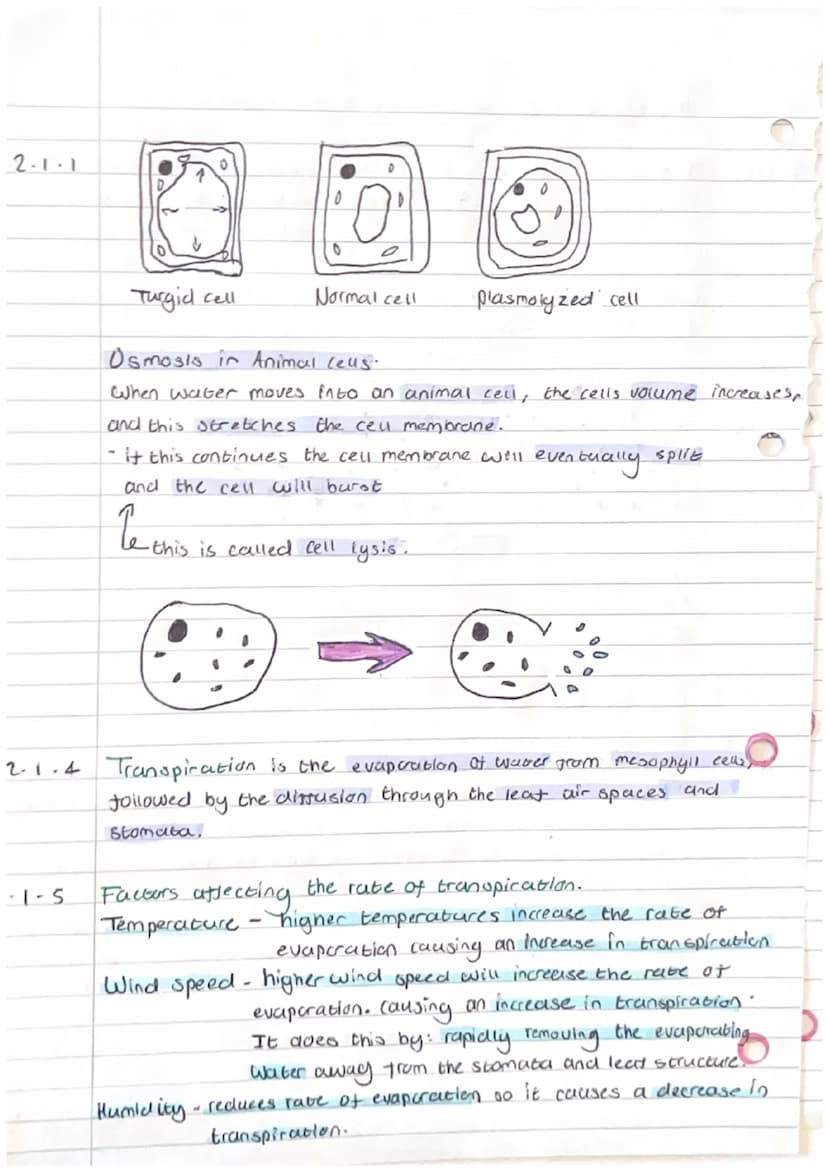 C
2.1.2
Biology Unit 2-
definition Osmosis is the movement of water from a dilute
soloution to a more concentrated soloution
through a selec