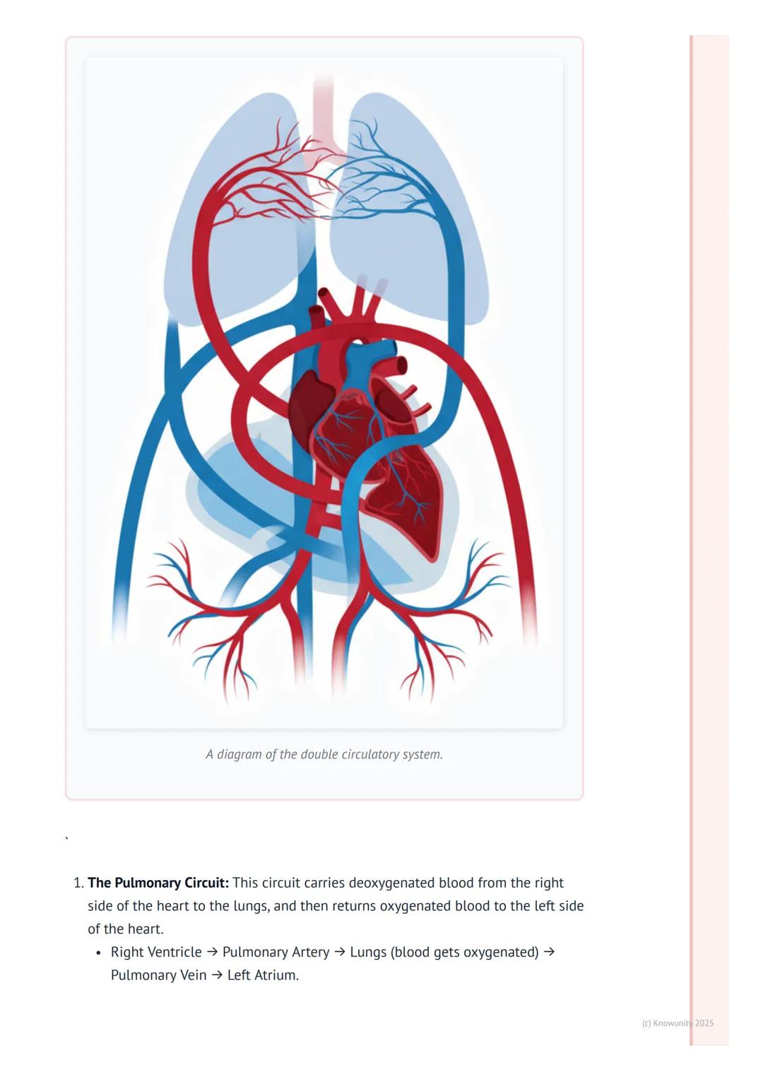 # The Circulatory System

An introduction to the circulatory system

The circulatory system is basically the body's transport network. Its m