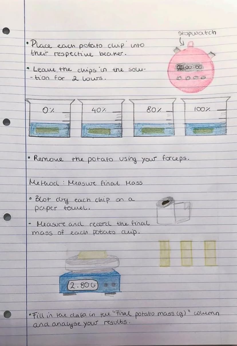 Osmosis: Required Practical
1) Investigating osmosis
The aim:
Investigate how solution concentra-
-tion surrounding a potato chip.
affects %