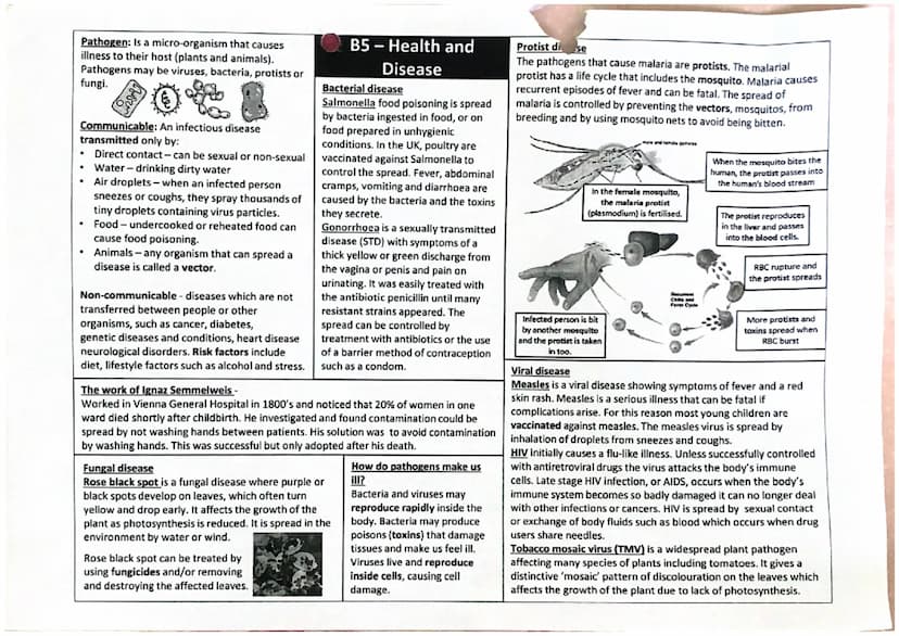 
<p>Prokaryotic cells are microscopic organisms with genetic material not contained in a nucleus and typically have a single strand of loose