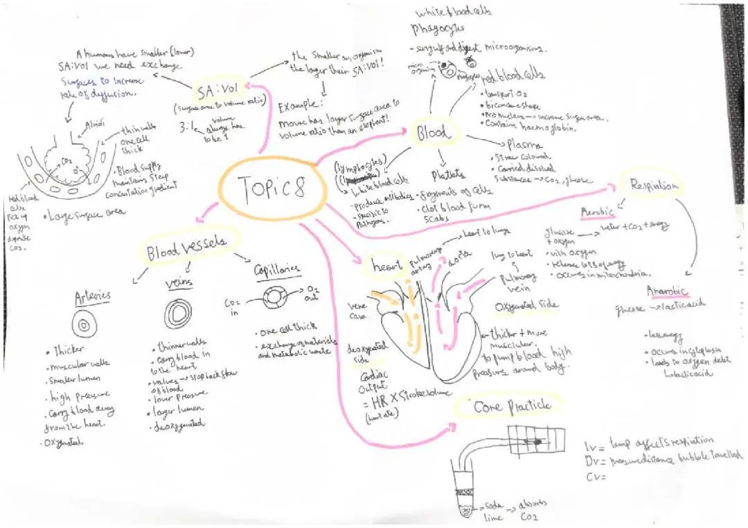 How Your Body Works: Heart, Hormones, and Gas Exchange!