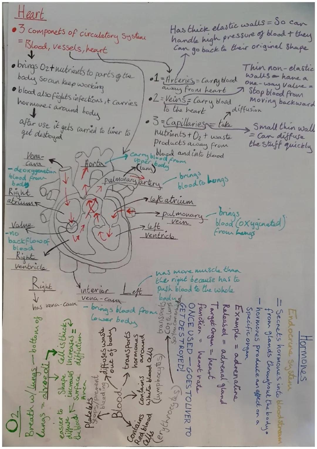Heart
•3 componets of circulatory Systeme
= Blood vessels, heart
• brings O2+ nutrients to parts of the
body so can keep working
• blood als