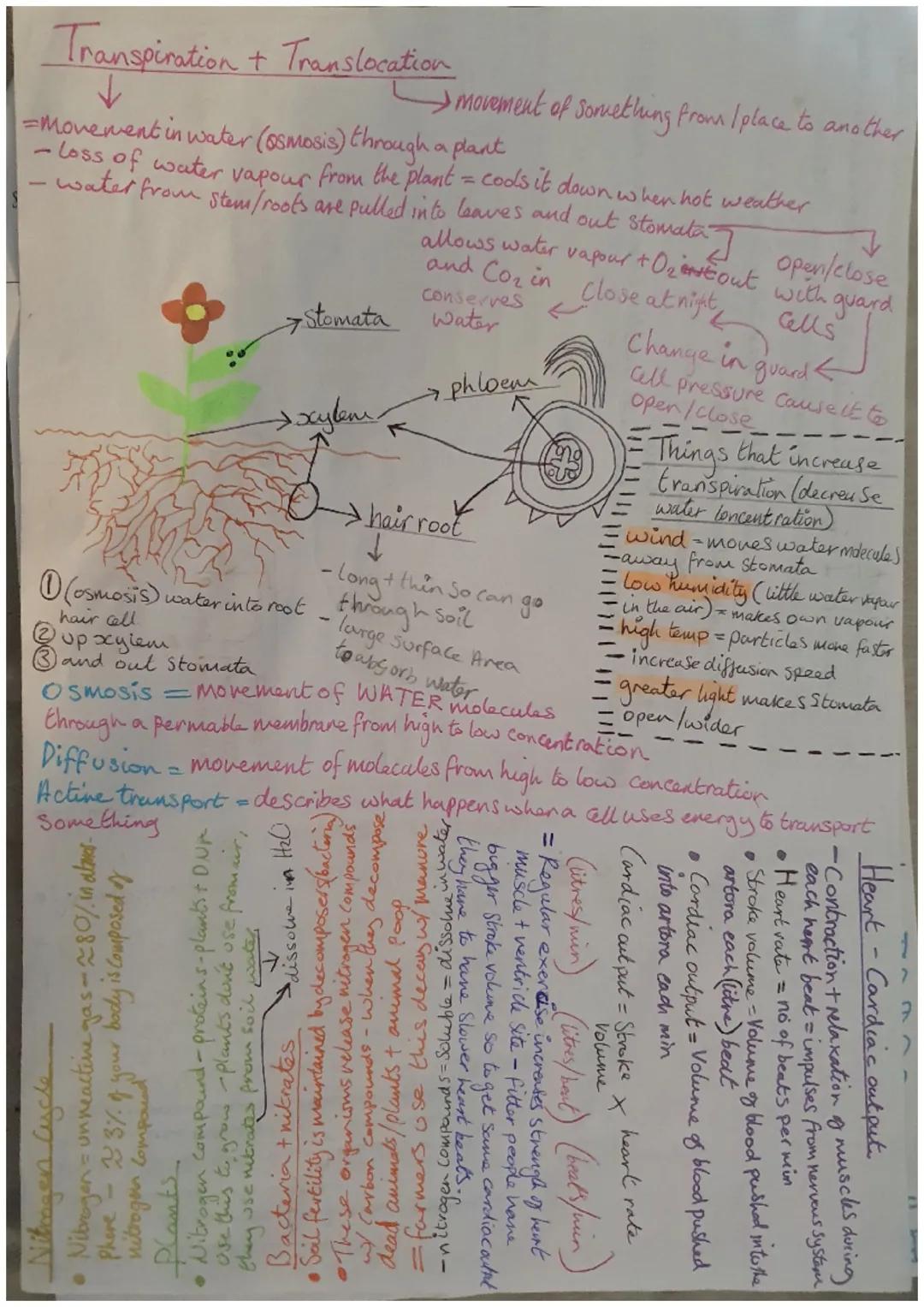 Heart
•3 componets of circulatory Systeme
= Blood vessels, heart
• brings O2+ nutrients to parts of the
body so can keep working
• blood als