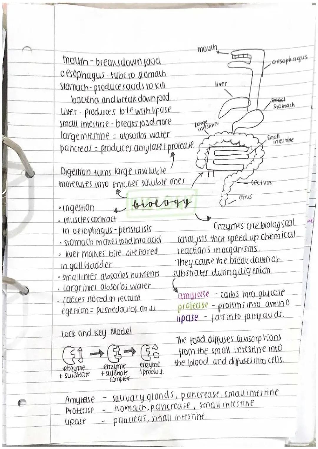 Fun Digestive System Notes for Kids: Diagrams and GCSE Questions