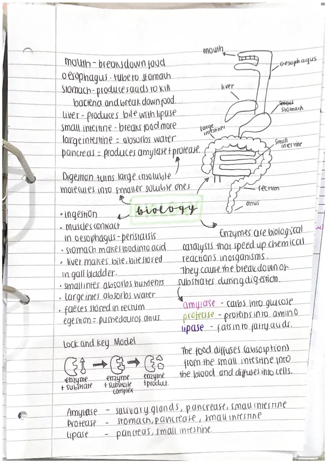 mouth-breaks down food.
o esophagus. tube to stomach.
Stomach- producesaads to kill
baciena and break down food..
liver - produces bile with