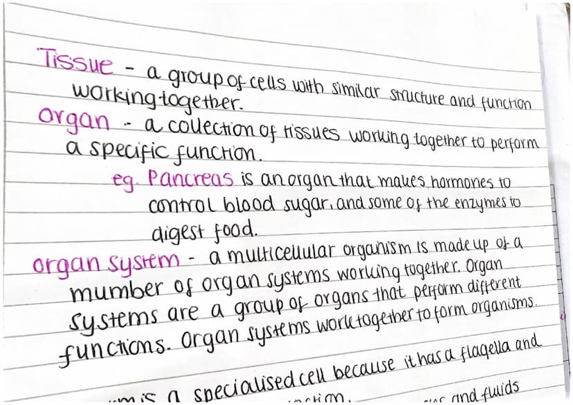 mouth-breaks down food.
o esophagus. tube to stomach.
Stomach- producesaads to kill
baciena and break down food..
liver - produces bile with