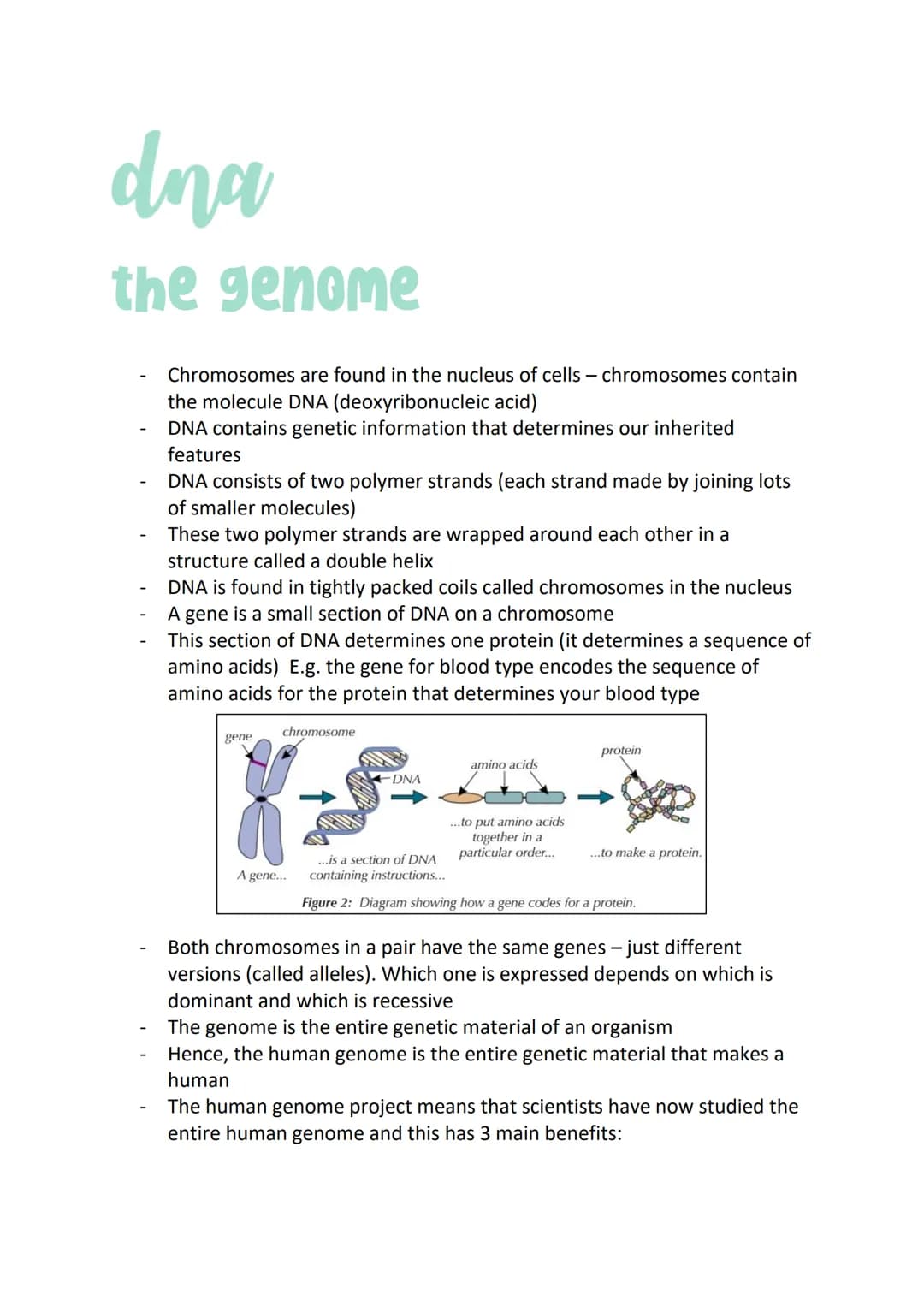 dna
the genome
Chromosomes are found in the nucleus of cells - chromosomes contain
the molecule DNA (deoxyribonucleic acid)
DNA contains gen