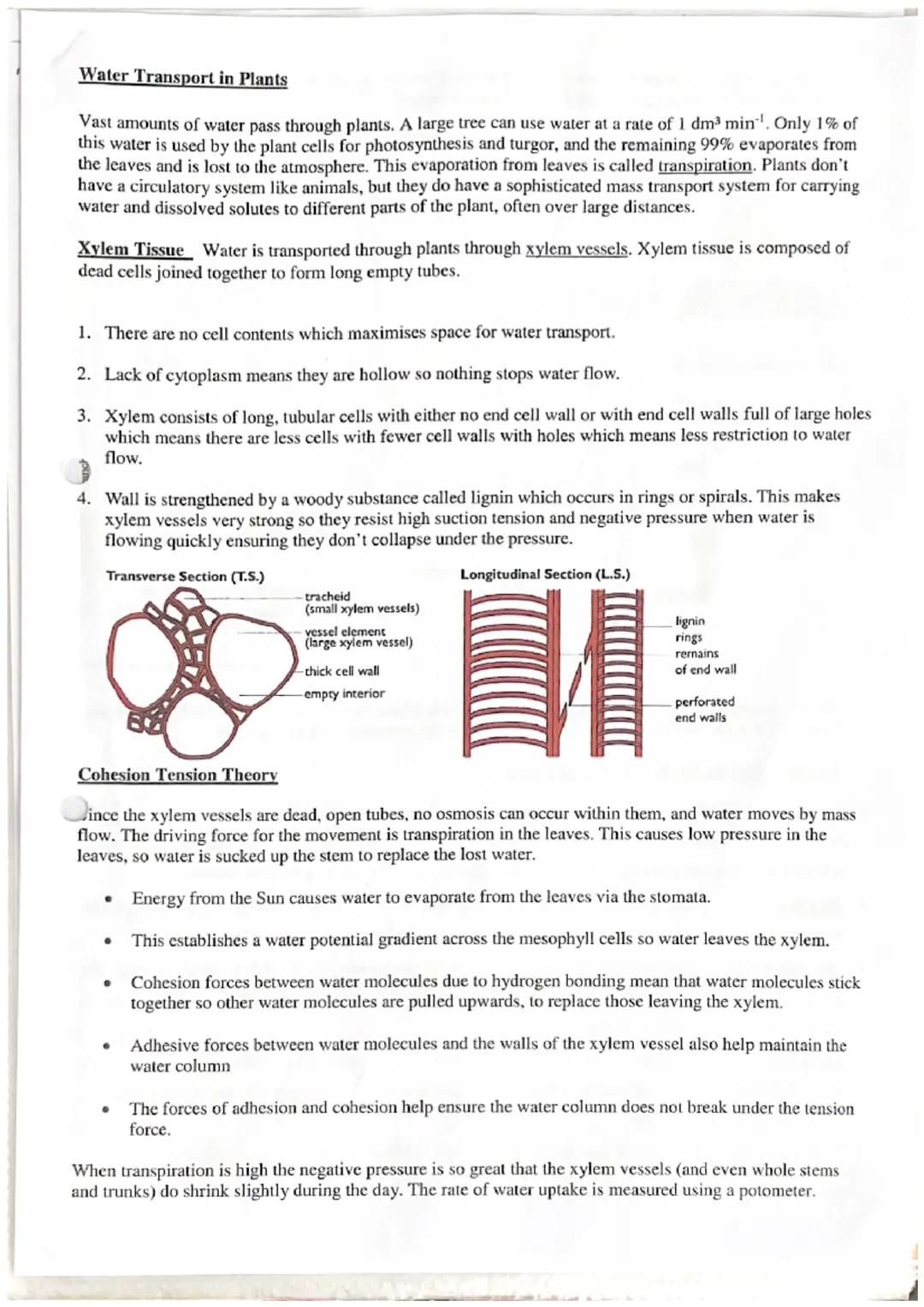 Water Transport in Plants