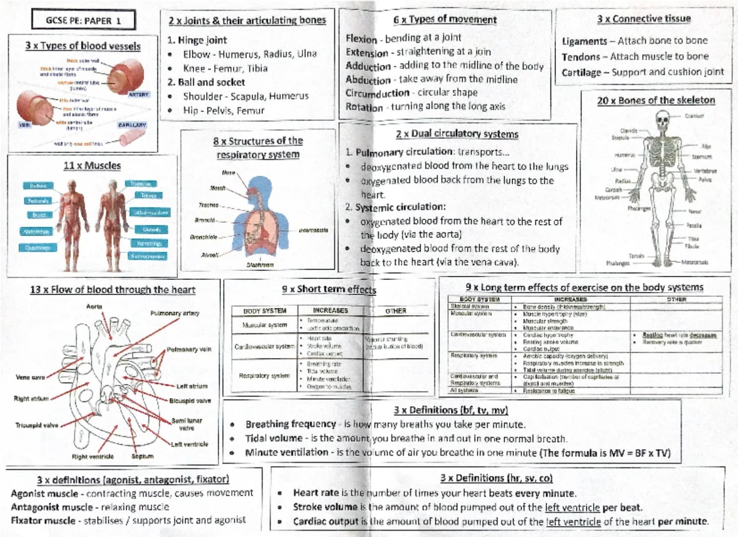 # GCSE PE: PAPER 1

# 3 x Types of blood vessels

# 2 x joints & their articulating bones
1. Hinge joint
- Elbow - Humerus, Radius, Ulna
- K