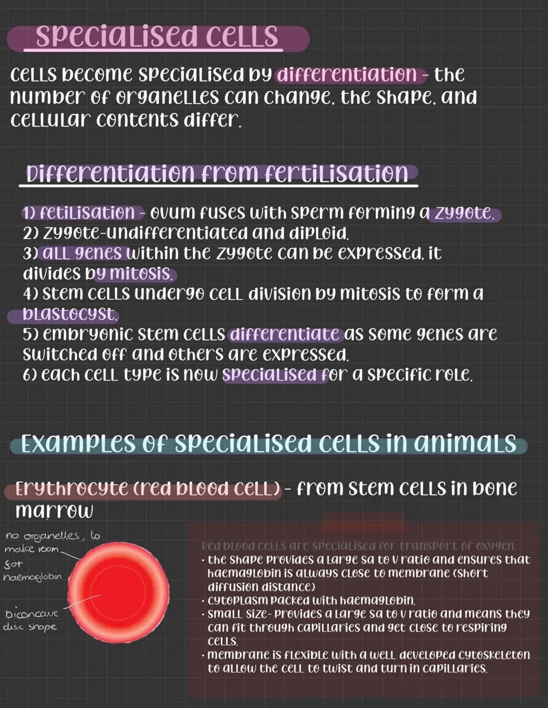 Specialised CELLS
CELLS become specialised by differentiation - the
number of organelles can change, the shape, and
CELLULar contents differ