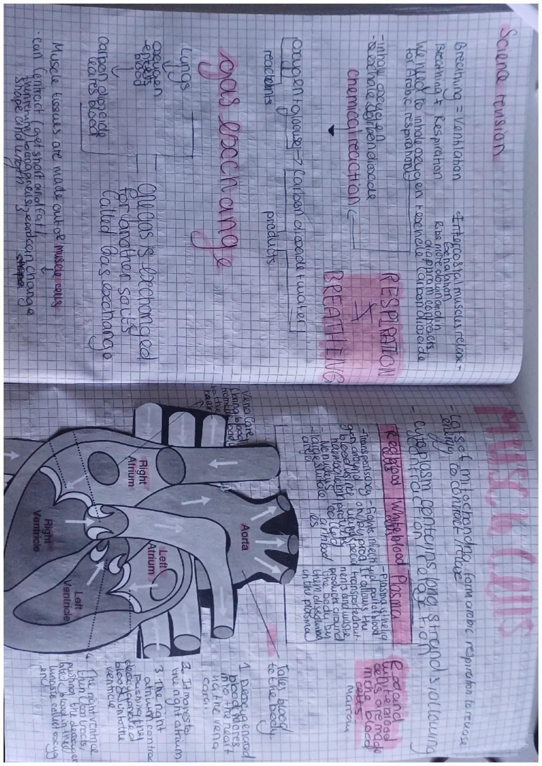 Year 7 Science: Breathing, Respiration, and Heart Function Notes