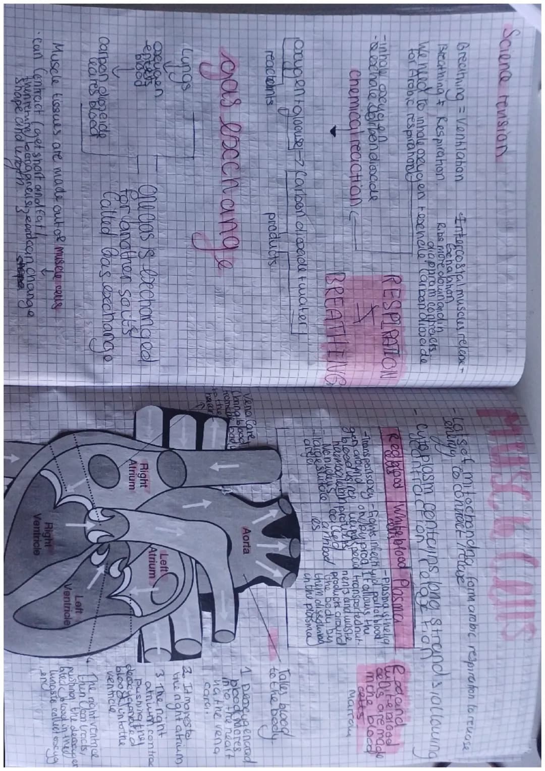 Science revision
Intercostal muscles relepe-
Breathing = Ventilation
Breathing & Respiration
we need to inhale
Gehalahon
Ribs more down and 