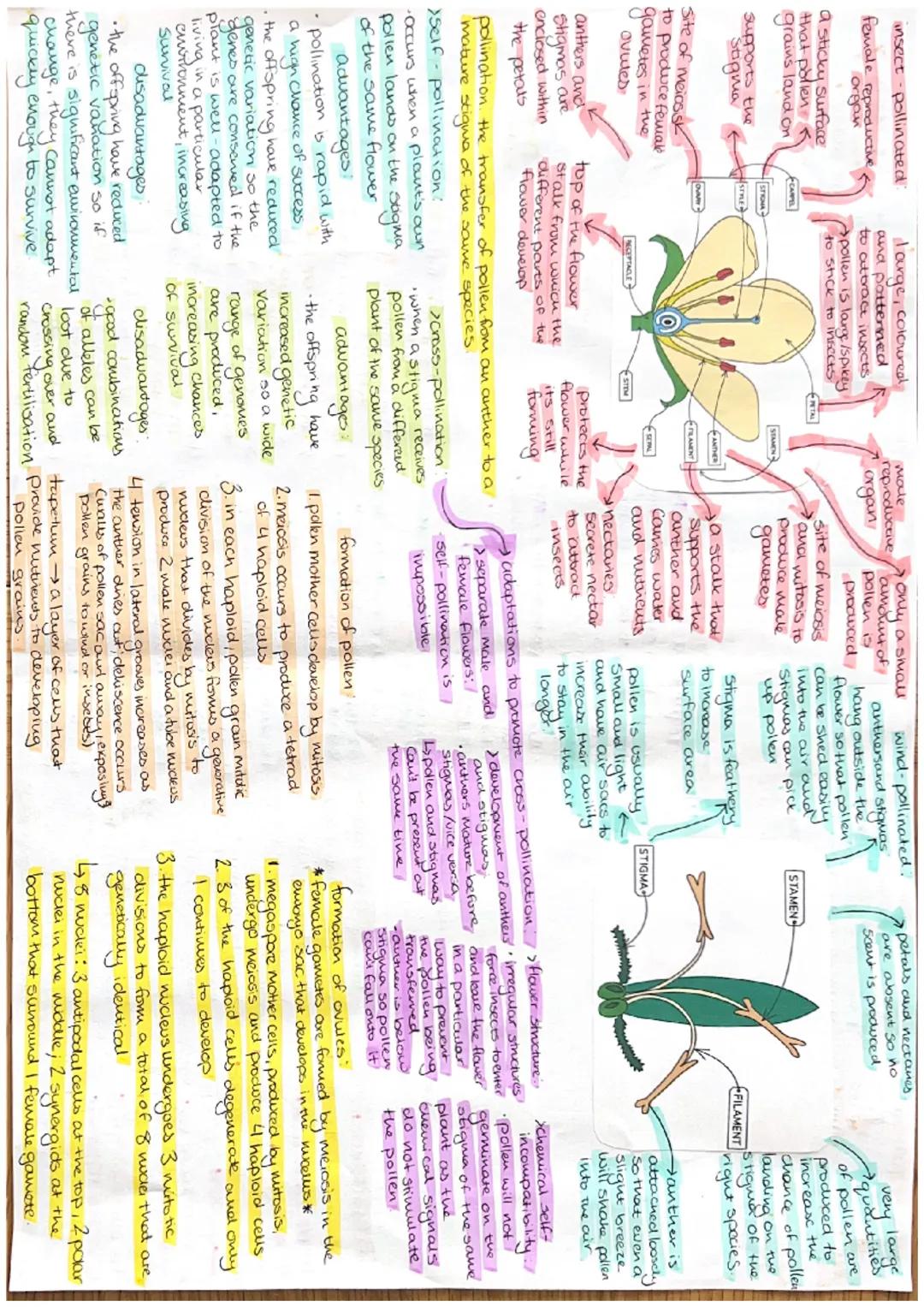 insect-pollinated
female reproductive &
organ

a sticky surface
that pollen
grains land on

Supports the
Stigma

Site of meiasisk
to produce