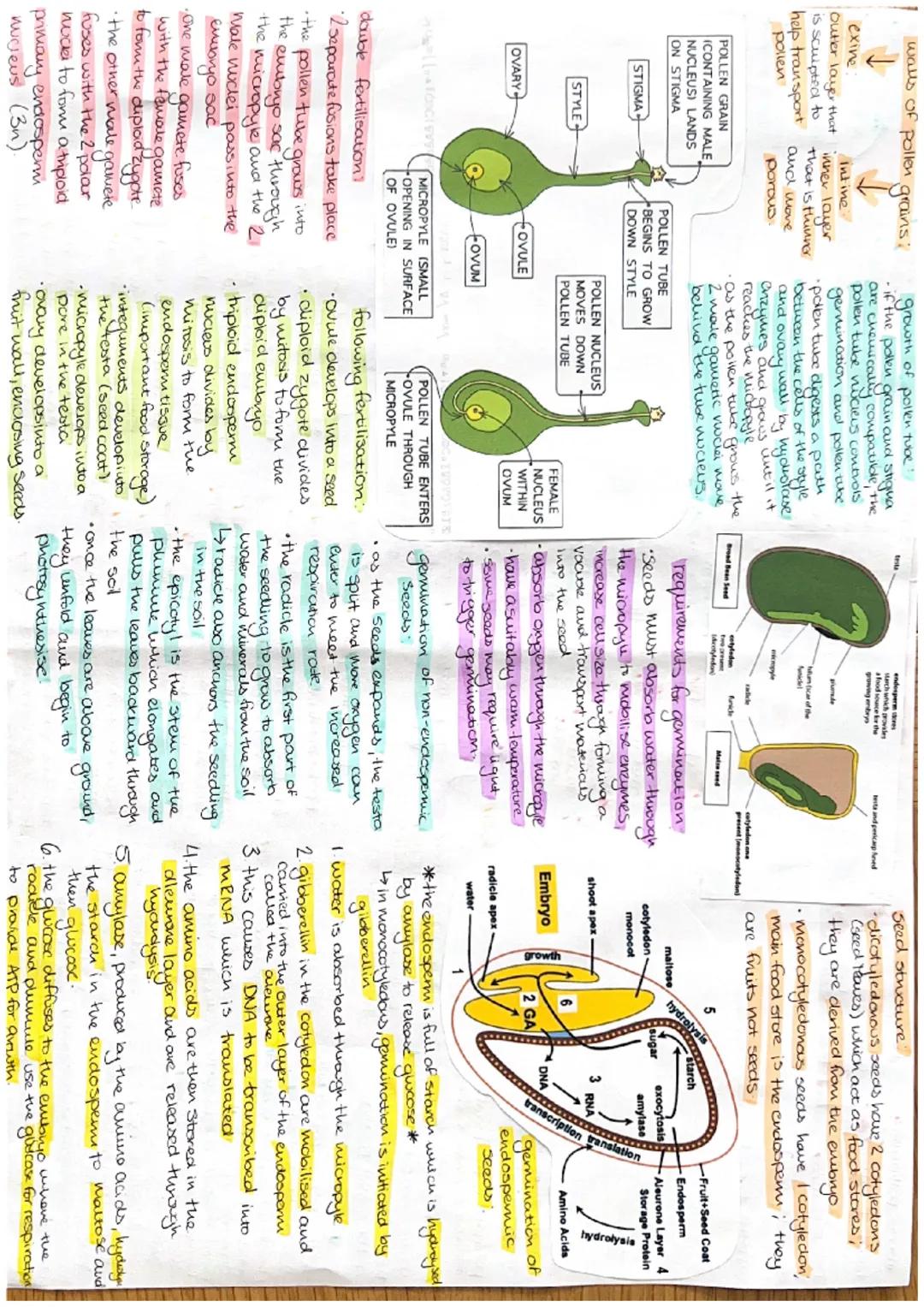 insect-pollinated
female reproductive &
organ

a sticky surface
that pollen
grains land on

Supports the
Stigma

Site of meiasisk
to produce