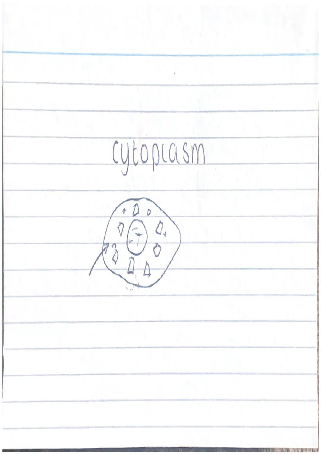 Biology Cell biology ( Topic 1 ) Flashcards 