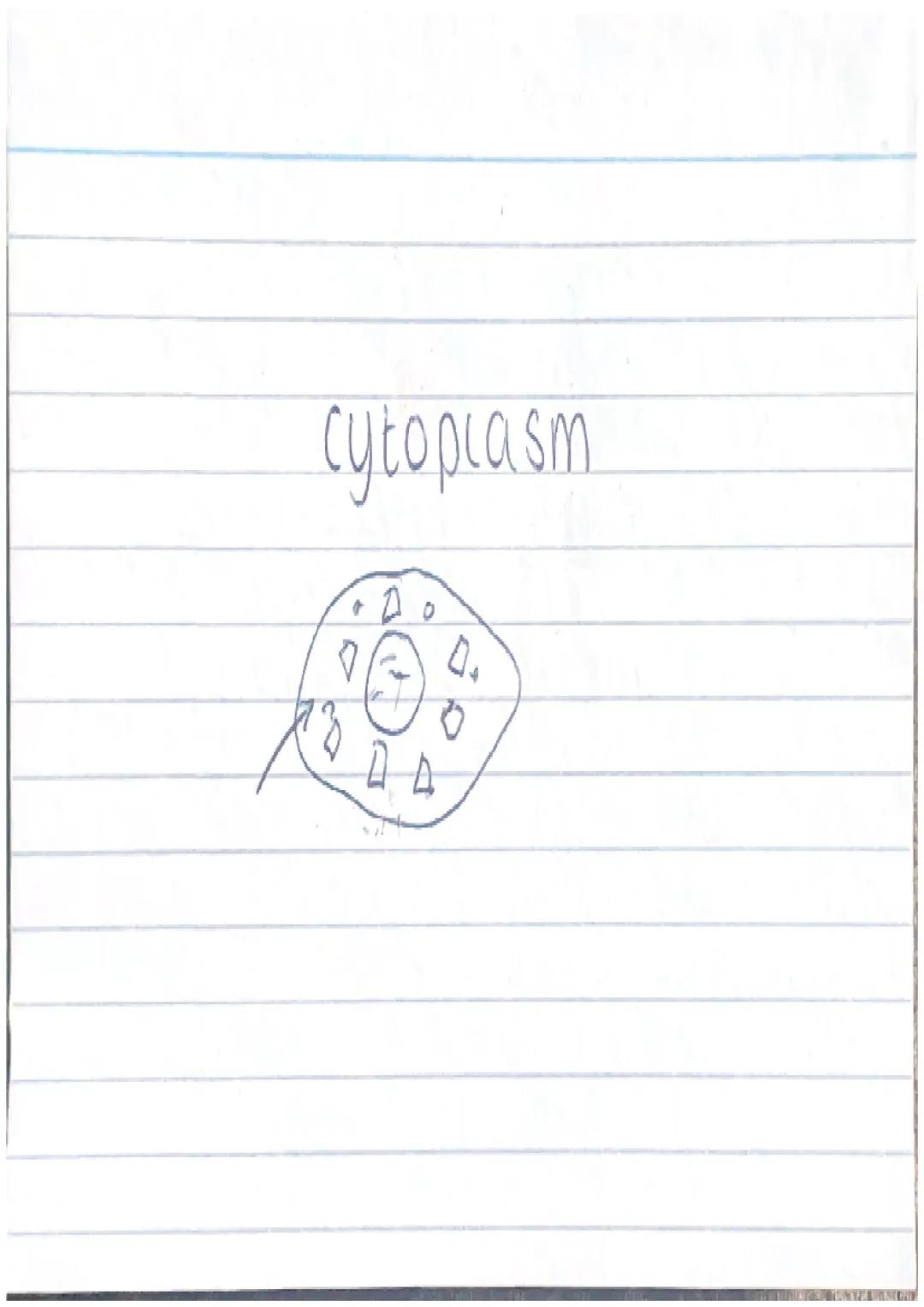 Cytoplasm
t
DA Where most
of the chemical
reactions happen taken place Ribosomes 100
OD Where proteins
are made Plant cell only
vacuole cont