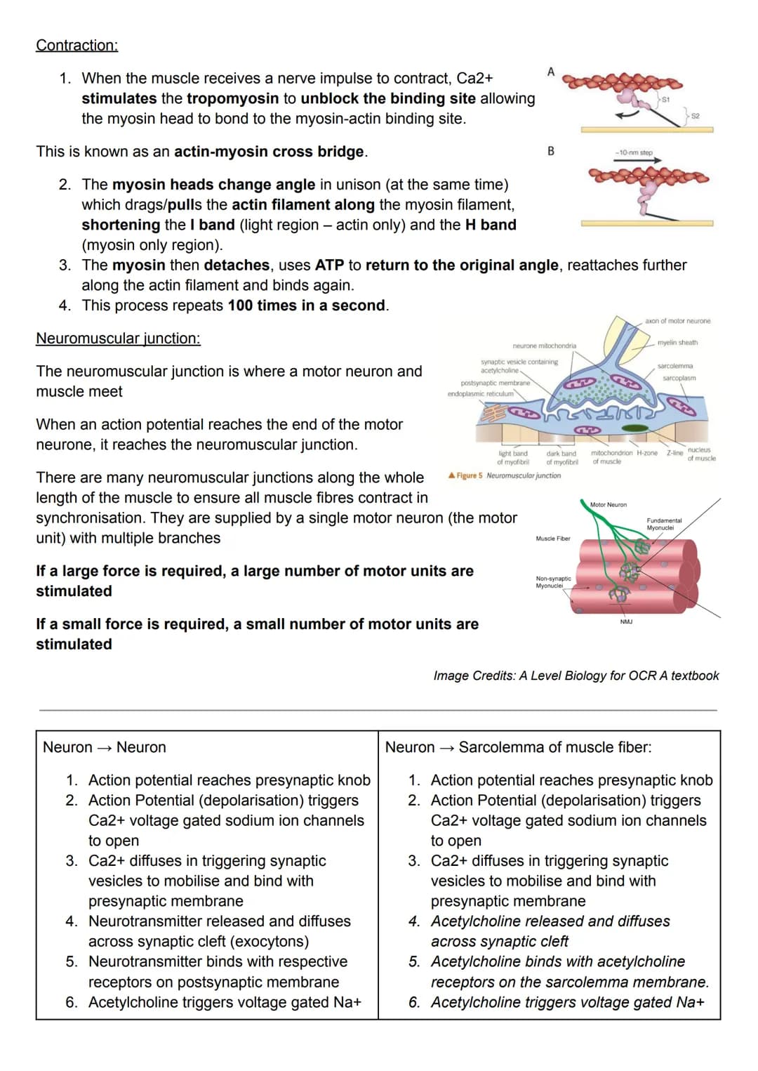 Sliding filament model:
Muscle contraction is described using the sliding filament model.
During contraction, the myosin filaments pull the 