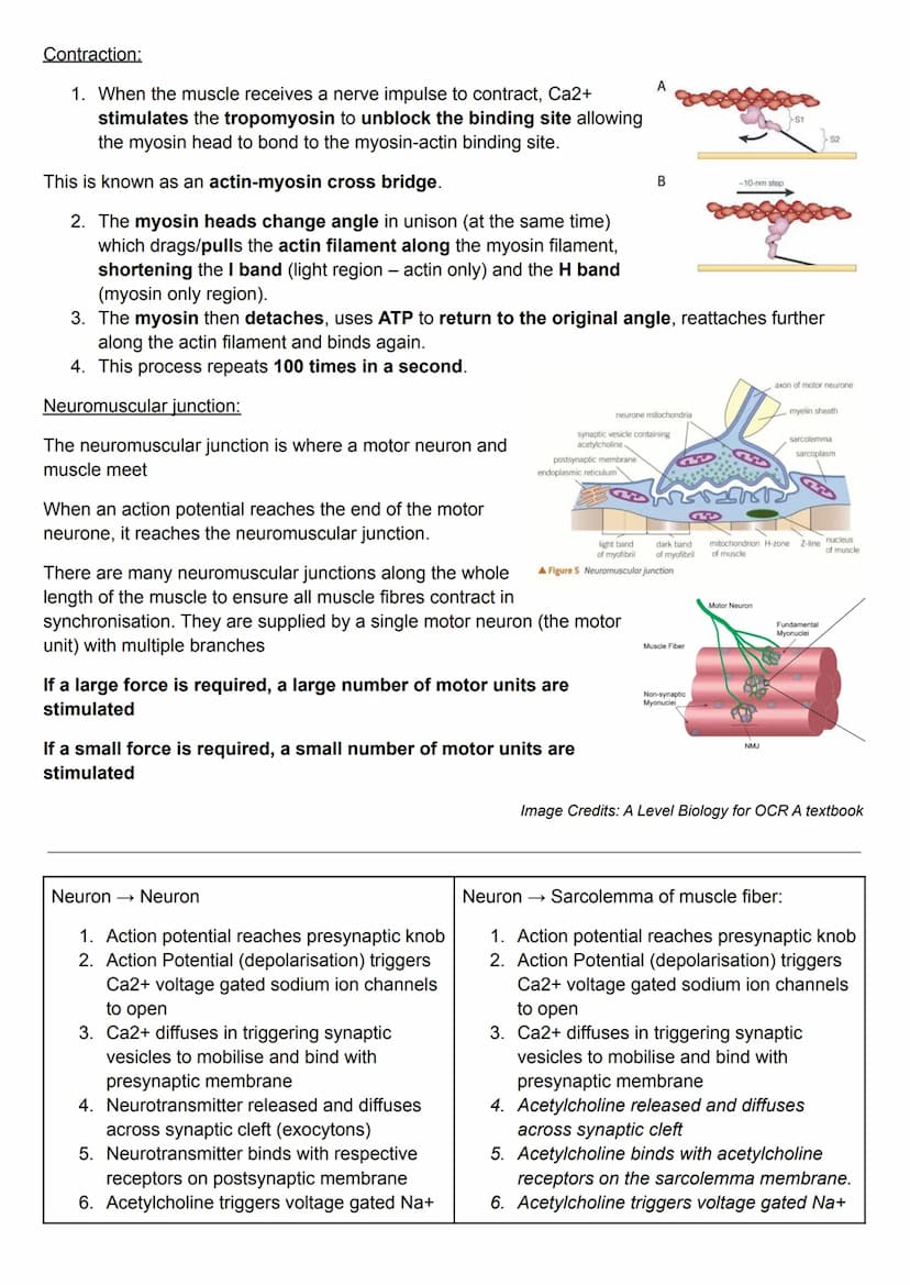 Sliding filament model:
Muscle contraction is described using the sliding filament model.
During contraction, the myosin filaments pull the 