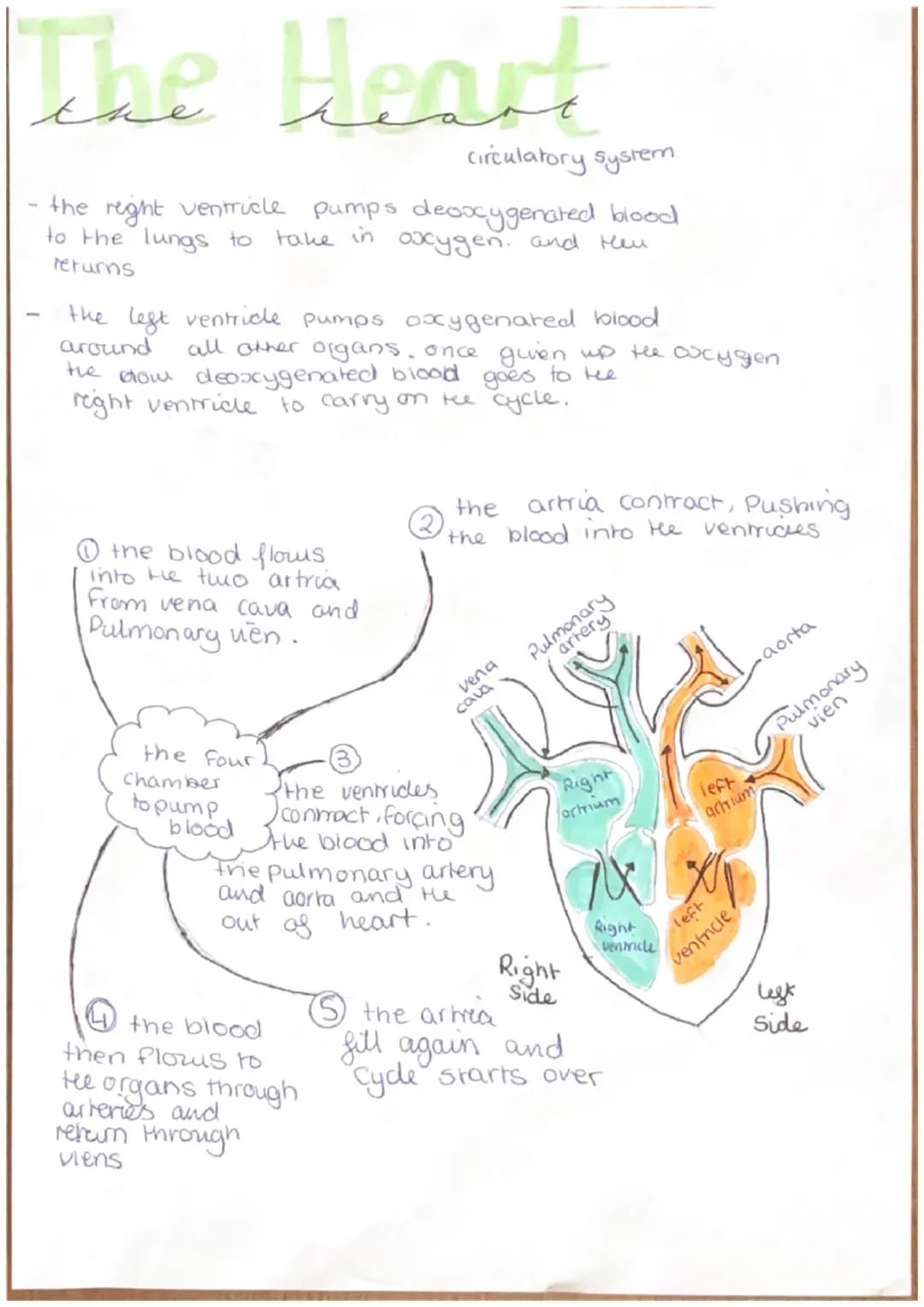 The Heart
-
circulatory system
the right ventricle pumps deoxygenated blood
to the lungs to take in oxygen. and Her
returns
the left ventric