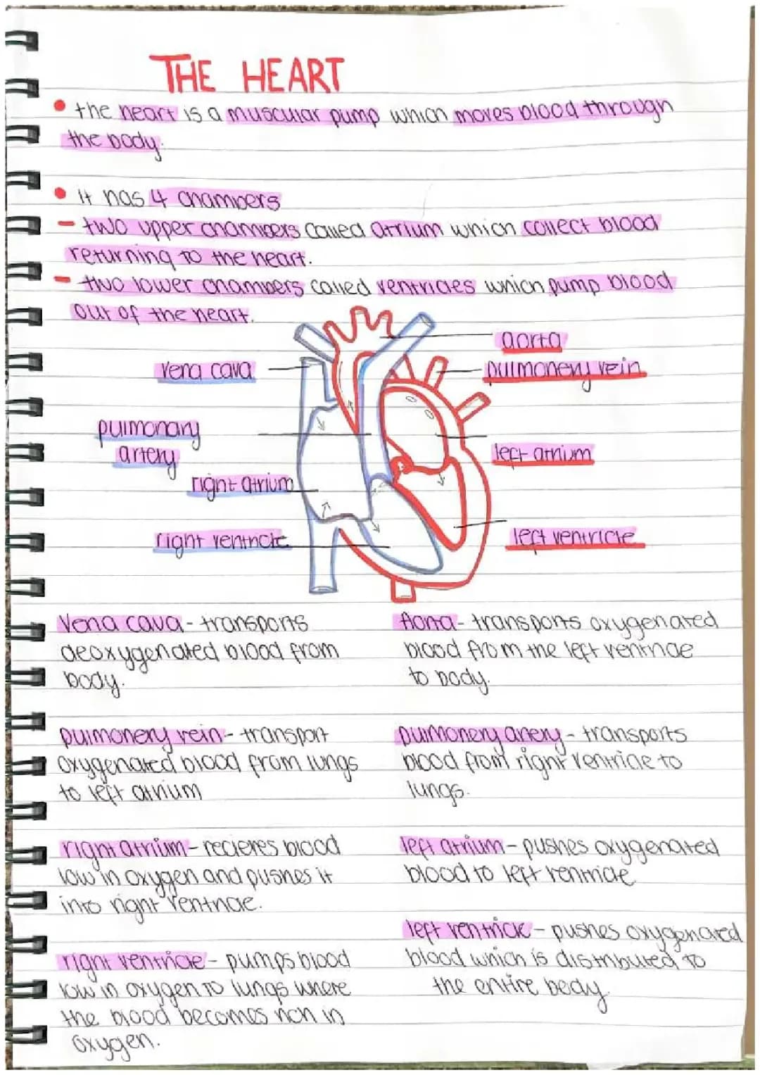 Biology- The Heart 