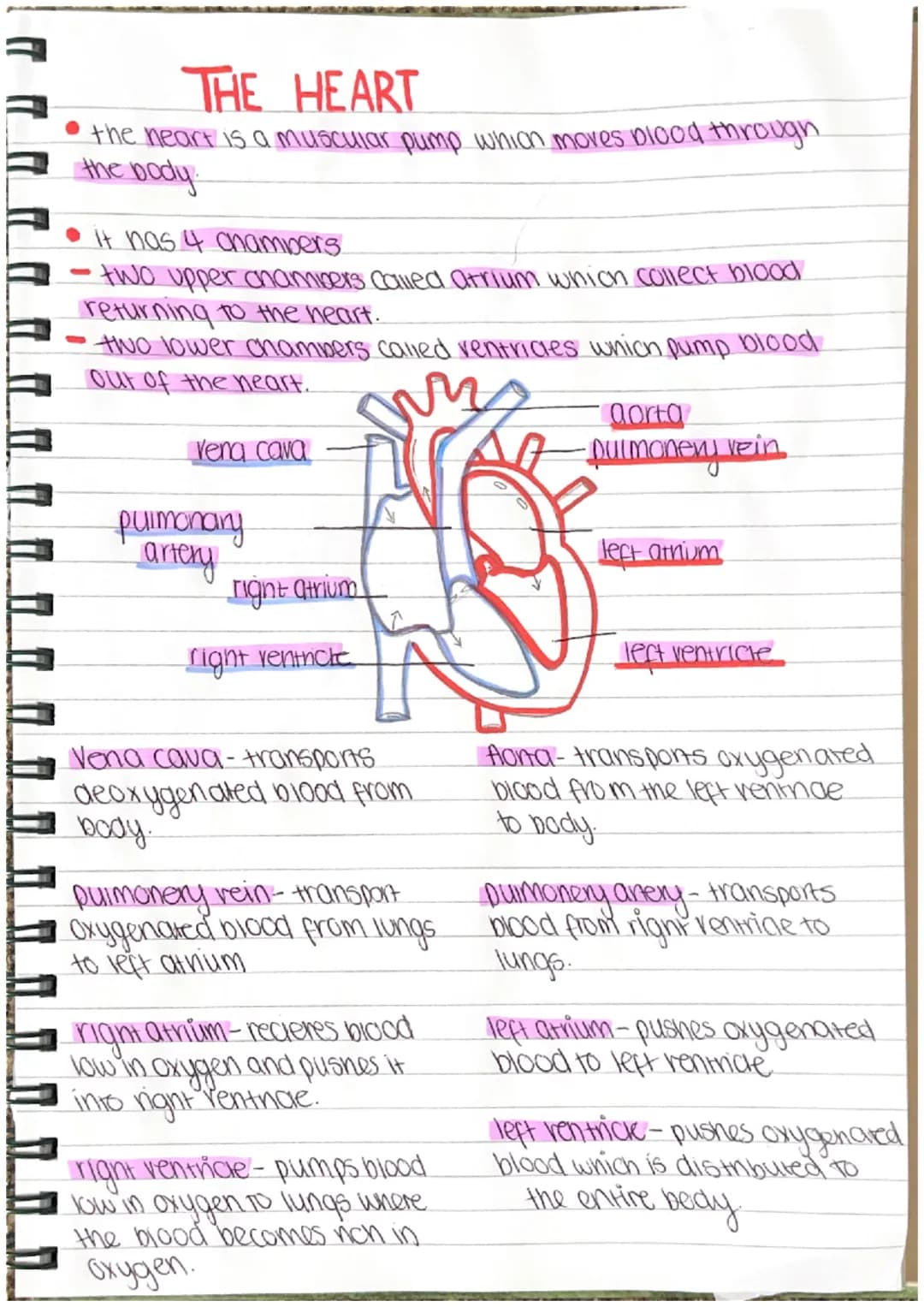 THE HEART
the heart is a muscular pump which moves blood through.
the body.
it nas 4 chambers
•two upper chambers called atrium which collec