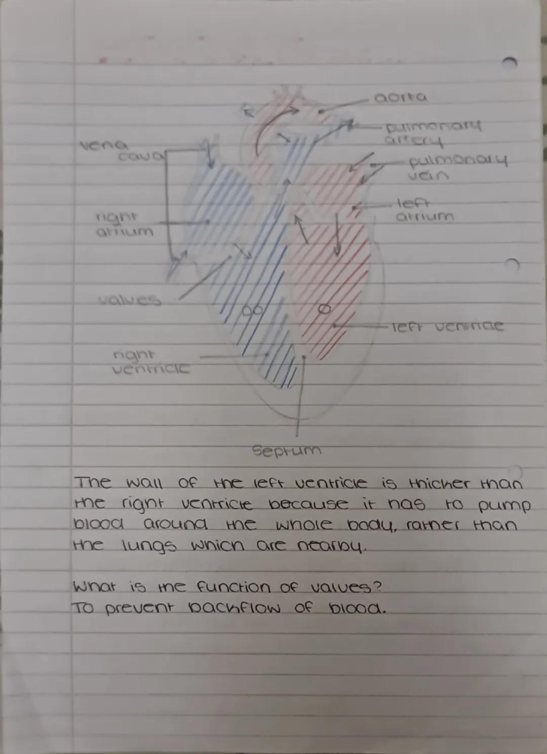 Circulatory system
why do we need a circulatory system?
For Hansport of materials - to deliver glucose ana
oxygen to all cells of the body a