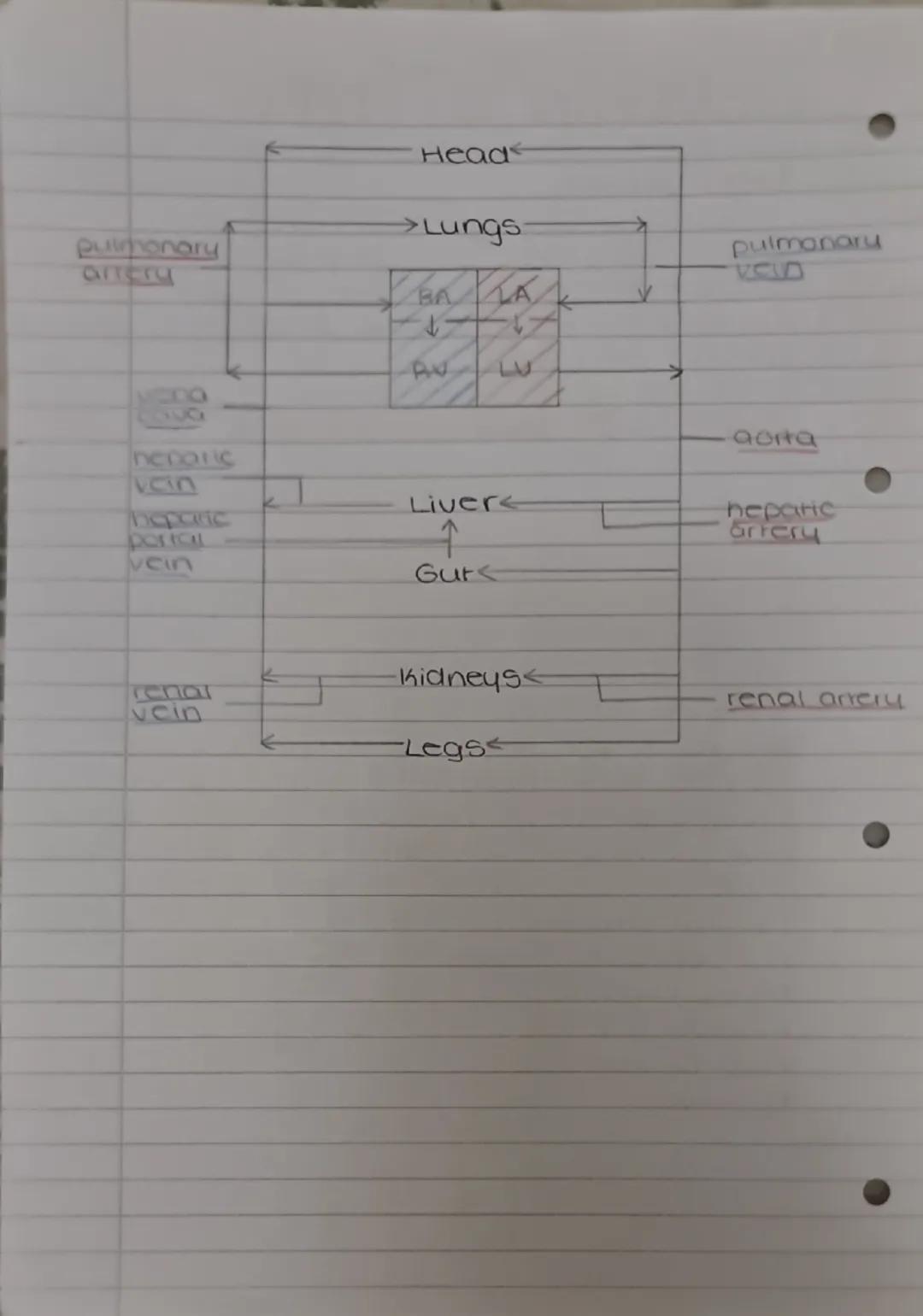 Circulatory system
why do we need a circulatory system?
For Hansport of materials - to deliver glucose ana
oxygen to all cells of the body a