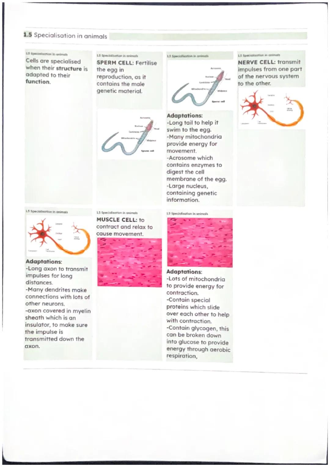 1.1 The world of the microscope
LI The world of the microscope
Microscopes produce a
magnified image of an
object. What we see
down the eyep