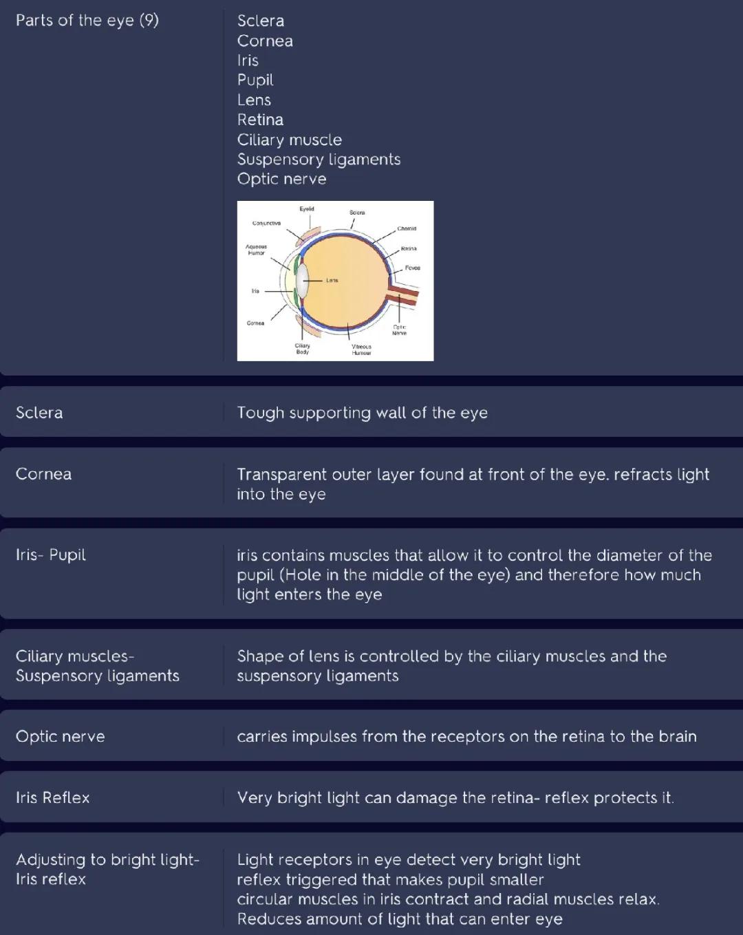 GCSE biology- the human eye