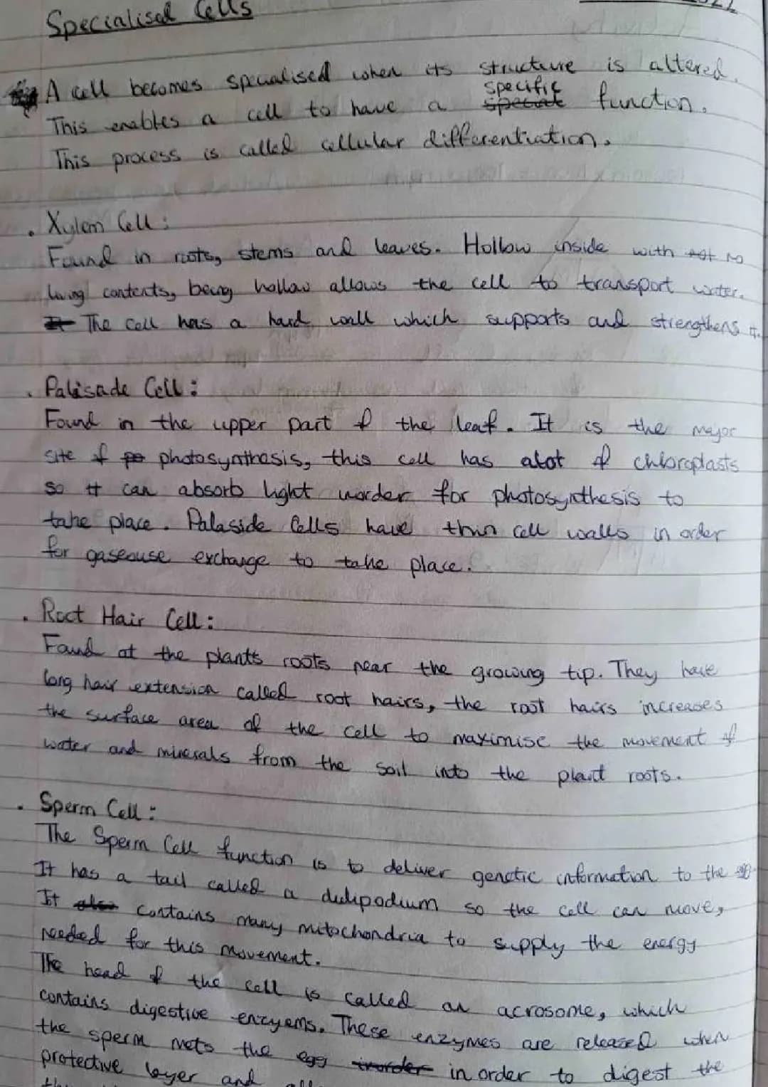 Specialised Cells: Revision, Examples, and Functions